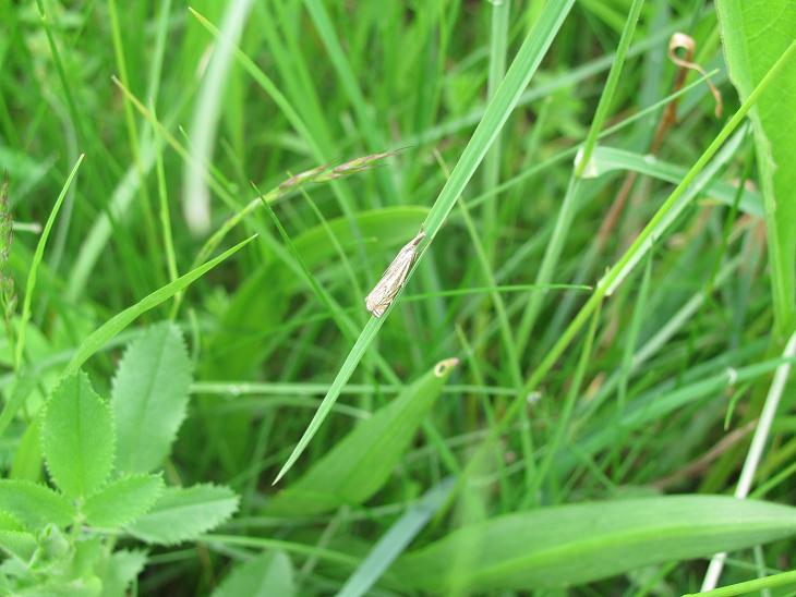 Crambus lathoniellus? S